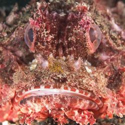 Face to face from Lembeh. Taken with Olympus E-20 in Tita... by Istvan Juhasz 